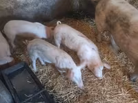 Scrofa, Крупная белая — foto 5