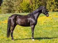 Hengst, Paarden — foto 2