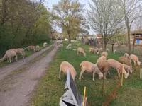 Schaap, Schapen — foto 3
