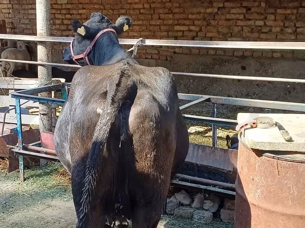 गाय, एबरडीन - एंगस
