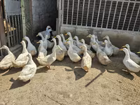 Ducks — تصویر 2