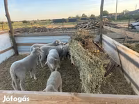 Kambing jantan, Sheep — foto 1