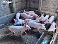 Babi betina, Pigs — foto 4