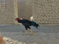 Chickens — foto 4
