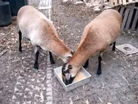 میش, Cameroon sheep — عکس 2