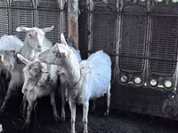 بز ماده, Saanen goat — عکس 4