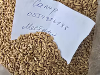 Продаю пшеницу местная в наличии 50тонн оптом цена 18сом только оптом — عکس 1