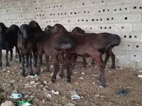 Wad, Hissar sheep — sawirka 3