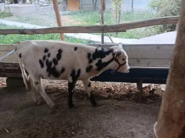 Lo’ (xirmo, jins lama sheegin), Russian Black pied cattle