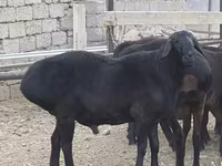 Vædder, Blackheaded Persian sheep — foto 1