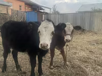 Kuh, Russian Black pied cattle — Foto 5