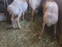 Baran, Arashan sheep — zdjęcie 2