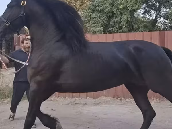 Klisna, Friesian
