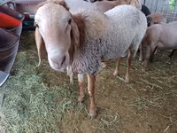 Carnero, Arashan sheep — foto 6