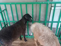양(암수 미지정, 묶음), 양 — 사진 3