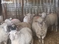 公羊, Sheep — 照片 2