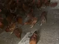 Chickens — fotografija 3