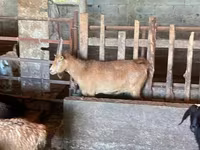 Koza, Kozy — zdjęcie 1