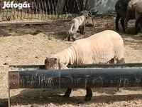Beran, White Suffolk sheep — foto 2