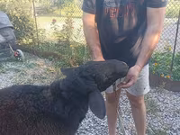 Ram, Schapen — foto 4
