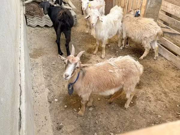 Koza, Kozy