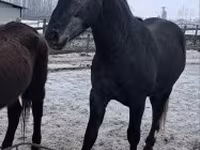 Cavallo, Lipizzaner — foto 3