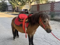 Cavallo, Cavalli — foto 1