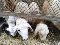 میش, Hissar sheep — عکس 3