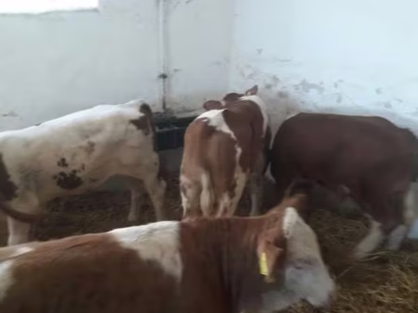 Bovinos (lote, sexo no especificado), Simmental cattle