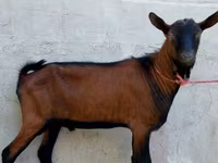 Kozioł, Alpine goat — zdjęcie 4