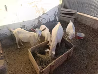 Ziege, Saanen goat — Foto 4