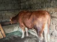 ষাঁড়, Simmental cattle — ছবি 3