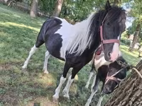 ፈረሶች (ቡድን፣ ጾታ አልተጠቀሰም), Horses — ፎቶ 7