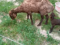 Sheep, Sheep — photo 2