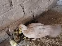 Ducks — foto 2