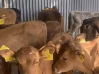 Lembu jantan, Aberdeen-Angus — foto 8