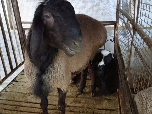 Berbec, Blackheaded Persian sheep