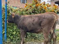 بقرة, Swiss cattle — الصورة 2