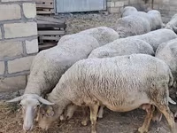 میش, گوسفند — عکس 5