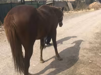 Hingst, Heste — foto 7