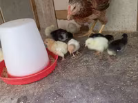 Chickens — sawirka 5