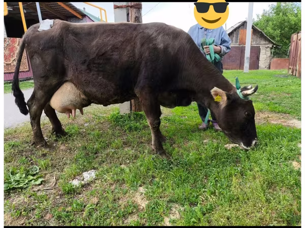 Mucca, Swiss cattle
