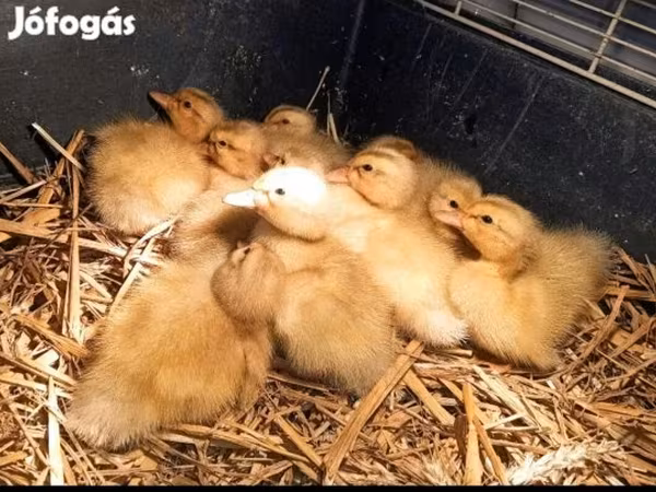Ducks