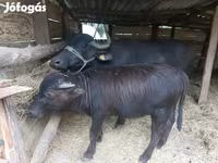 گاو ماده, بوفالو — عکس 4