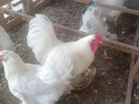 Chickens — عکس 3