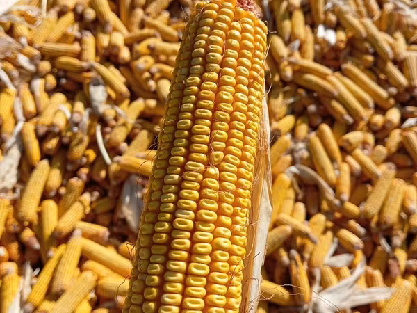 Кукуруза 🌽🌽🌽🌽 кукуруза 🌽🌽🌽🌽 кукуруза кукуруза жугору мака