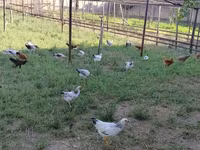 Chickens — عکس 4
