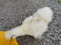 Silkie — foto 8