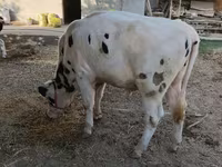 Bulle, Russian Black pied cattle — Foto 2