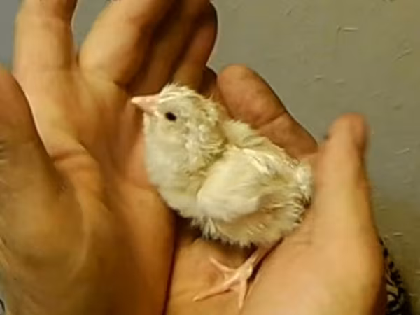 Turkeys